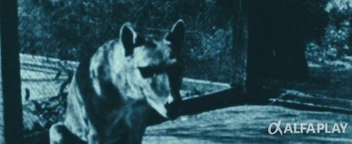 1920x450d68eef32e68d1.jpeg