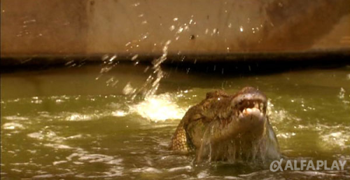 image913bdb260a9c46ae.png